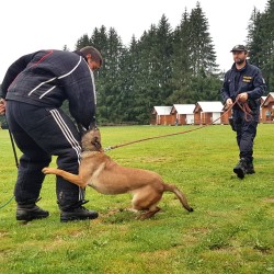 ukázka výcviku policejních psů
