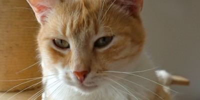 Poděkování Obchodní akademii Pardubice