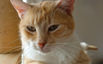 Poděkování Obchodní akademii Pardubice